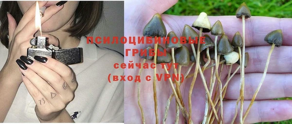 стаф Осинники